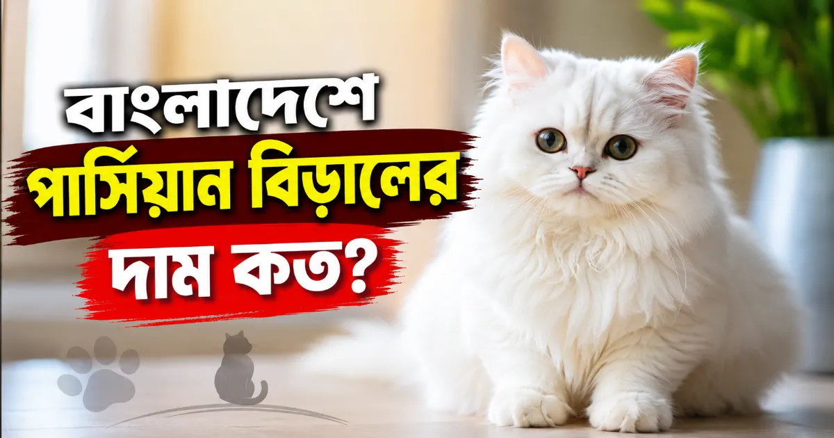 পার্সিয়ান বিড়ালের দাম.png