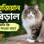 নরওয়েজিয়ান বন বিড়াল.png