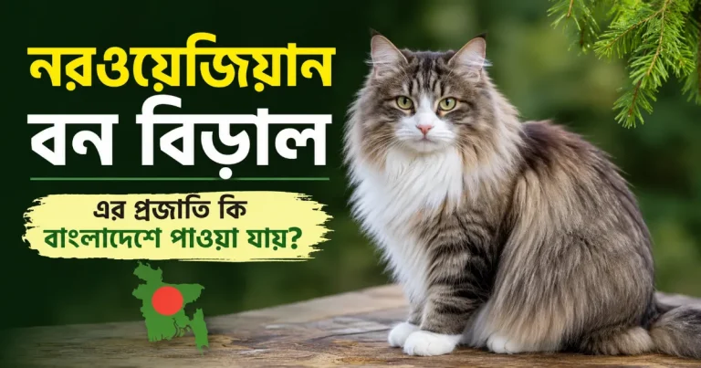 নরওয়েজিয়ান বন বিড়াল.png