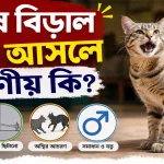 পুরুষ বিড়াল হিটে আসলে করণীয়.png
