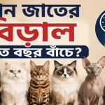বিড়াল কত বছর বাঁচে.png