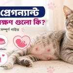 বিড়াল প্রেগন্যান্ট হওয়ার লক্ষণ.png