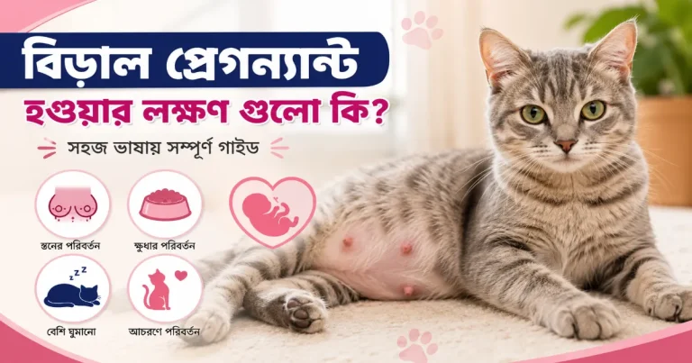 বিড়াল প্রেগন্যান্ট হওয়ার লক্ষণ.png