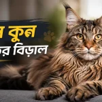 মেইন কুন প্রজাতির বিড়াল.png