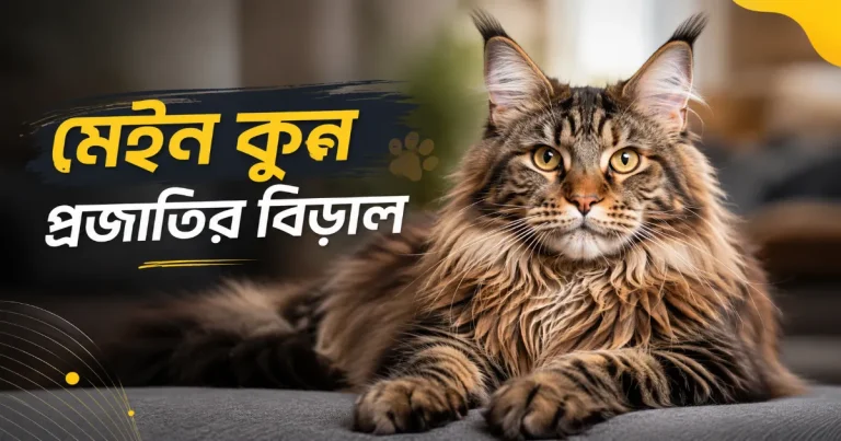 মেইন কুন প্রজাতির বিড়াল.png