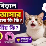 মেয়ে বিড়াল হিটে আসার লক্ষণ.png