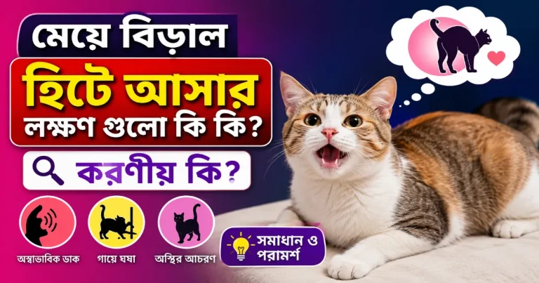 মেয়ে বিড়াল হিটে আসার লক্ষণ.png