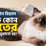 হিমালয়ান বিড়াল.png
