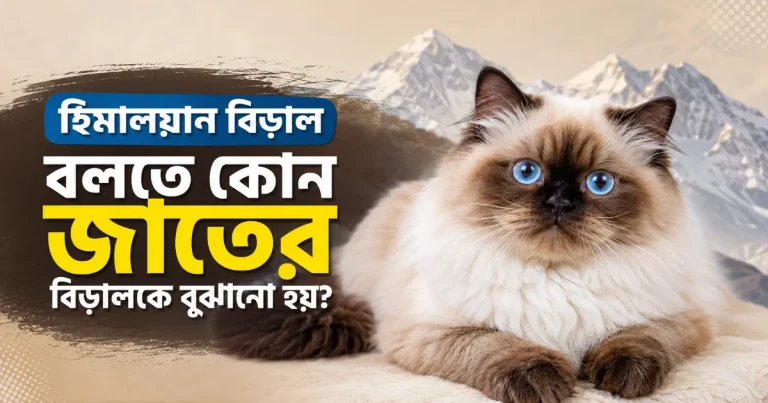 হিমালয়ান বিড়াল.png