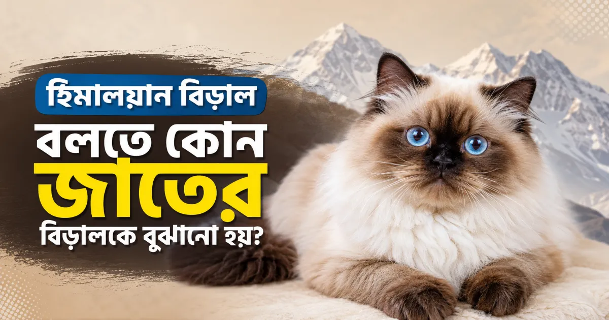 হিমালয়ান বিড়াল.png