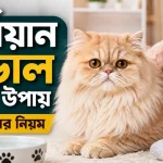 পার্সিয়ান বিড়াল চেনা.png