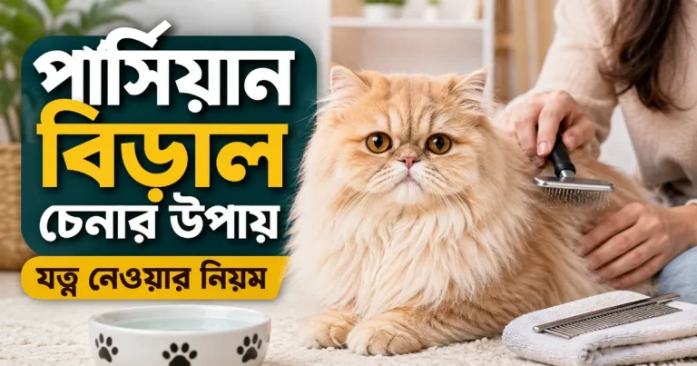 পার্সিয়ান বিড়াল চেনা.png