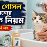 বিড়াল গোসল করানো.png