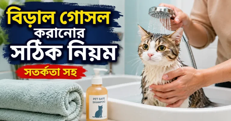 বিড়াল গোসল করানো.png