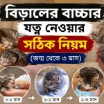 বিড়ালের বাচ্চার যত্ন.png