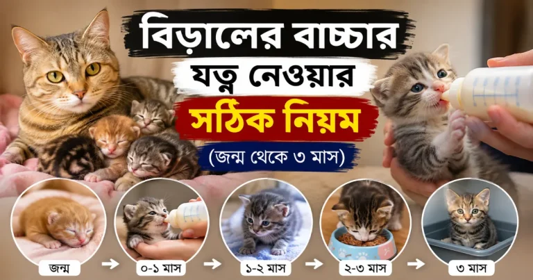 বিড়ালের বাচ্চার যত্ন.png