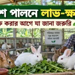 খরগোশ পালনে লাভ-ক্ষতি.png