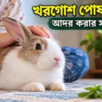 খরগোশ পোষ মানানো.png