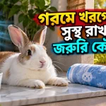 খরগোশকে সুস্থ রাখা.png
