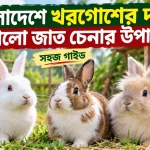 খরগোশের দাম.png