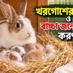 খরগোশের প্রজনন.png
