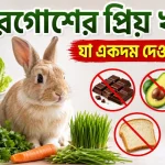 খরগোশের প্রিয় খাবার.png