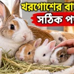 খরগোশের বাচ্চার যত্ন.png