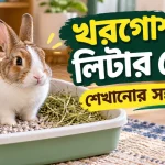 খরগোশকে লিটার ট্রেনিং.png