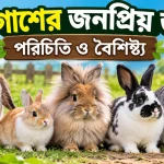 খরগোশের জনপ্রিয় জাত.png