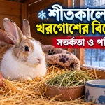 শীতকালে খরগোশের যত্ন.png
